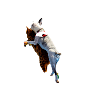 A Playful Dog And Cat Riding A Scooter In A Sunny Park Setting, Showcasing Fun And Companionship. 13546 - Cat PNG image with transparent background